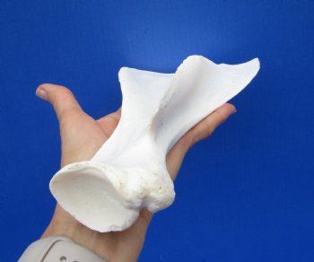  African Greater Kudu Shoulder Blade Bone, Scapula 12" x 6" - Buy this one for $24.99