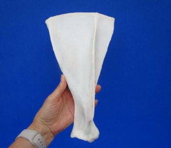  African Greater Kudu Shoulder Blade Bone, Scapula 11-1/2" x 6-1/2" - Buy this one for $24.99