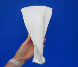  African Greater Kudu Shoulder Blade Bone, Scapula 11-1/2" x 6-1/2" - Buy this one for $24.99
