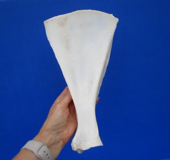  African Greater Kudu Shoulder Blade Bone, Scapula 11-1/2" x 6-1/2" - Buy this one for $24.99