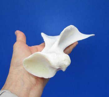  African Greater Kudu Shoulder Blade Bone, Scapula 11-1/2" x 6-1/2" - Buy this one for $24.99
