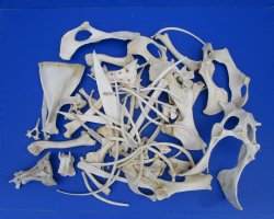  4 pounds Assorted Animal Bones of Wild Hog and Whitetail Deer 1 to 10 inches - Buy these for $39.99 