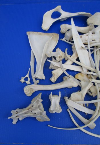  4 pounds Assorted Animal Bones of Wild Hog and Whitetail Deer 1 to 10 inches - Buy these for $39.99 