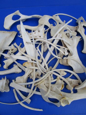  4 pounds Assorted Animal Bones of Wild Hog and Whitetail Deer 1 to 10 inches - Buy these for $39.99 