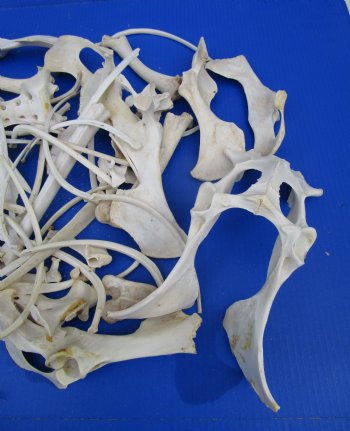  4 pounds Assorted Animal Bones of Wild Hog and Whitetail Deer 1 to 10 inches - Buy these for $39.99 