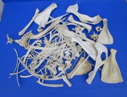  4 pounds Assorted Animal Bones of Wild Hog, Alligator and Whitetail Deer 1 to 10 inches - Buy these for $39.99 