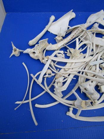  4 pounds Assorted Animal Bones of Wild Hog, Alligator and Whitetail Deer 1 to 10 inches - Buy these for $39.99 