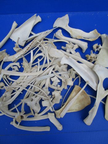  4 pounds Assorted Animal Bones of Wild Hog, Alligator and Whitetail Deer 1 to 10 inches - Buy these for $39.99 