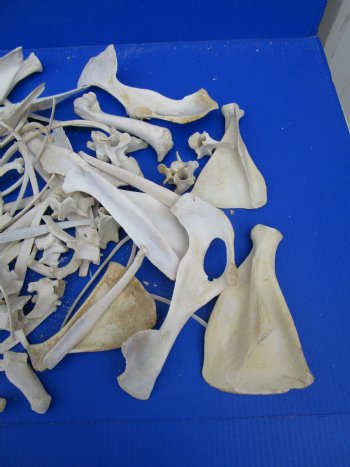  4 pounds Assorted Animal Bones of Wild Hog, Alligator and Whitetail Deer 1 to 10 inches - Buy these for $39.99 