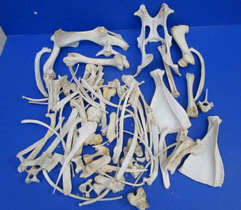  4 pounds Assorted Animal Bones of Wild Hog and Whitetail Deer 1 to 10 inches - Buy these for $39.99 