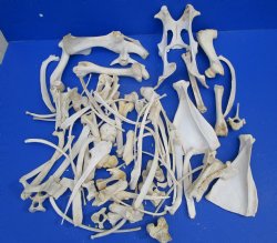  4 pounds Assorted Animal Bones of Wild Hog and Whitetail Deer 1 to 10 inches - Buy these for $39.99 