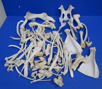  4 pounds Assorted Animal Bones of Wild Hog and Whitetail Deer 1 to 10 inches - Buy these for $39.99 