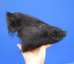 9 inches Preserved Black Georgia Wild Boar Head (Oily)  - Buy this one for $59.99