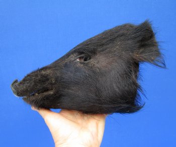 9 inches Preserved Black Georgia Wild Boar Head (Oily)  - Buy this one for $59.99