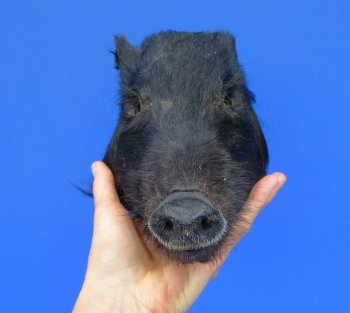 9 inches Preserved Black Georgia Wild Boar Head (Oily)  - Buy this one for $59.99