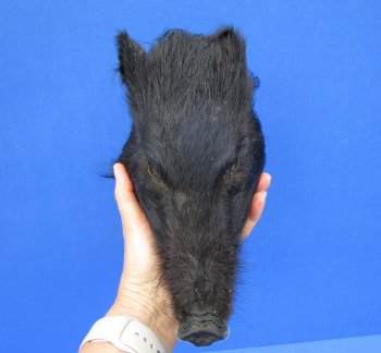 9 inches Preserved Black Georgia Wild Boar Head (Oily)  - Buy this one for $59.99