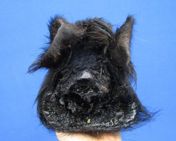 9 inches Preserved Black Georgia Wild Boar Head (Oily)  - Buy this one for $59.99