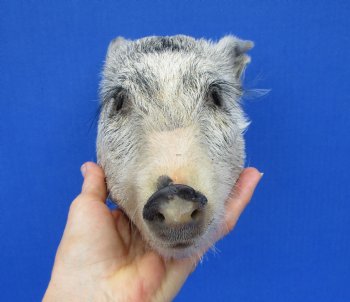 9 inches Preserved Georgia Wild Boar Head with Gray Fur  (Oily)  - Buy this one for $59.99