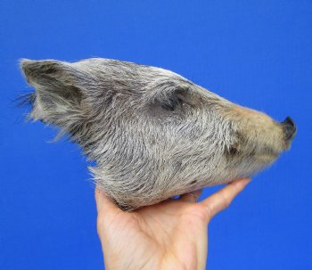 9 inches Preserved Georgia Wild Boar Head with Gray Fur  (Oily)  - Buy this one for $59.99