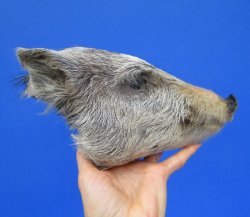 9 inches Preserved Georgia Wild Boar Head with Gray Fur  (Oily)  - Buy this one for $59.99