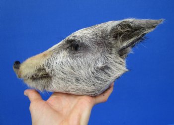 9 inches Preserved Georgia Wild Boar Head with Gray Fur  (Oily)  - Buy this one for $59.99