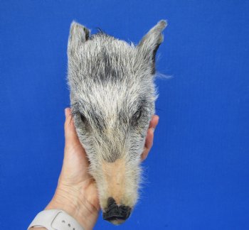 9 inches Preserved Georgia Wild Boar Head with Gray Fur  (Oily)  - Buy this one for $59.99