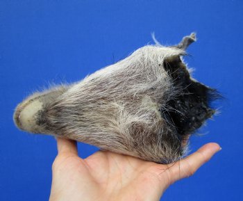 9 inches Preserved Georgia Wild Boar Head with Gray Fur  (Oily)  - Buy this one for $59.99