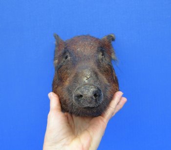 8-1/2 inches Preserved Georgia Wild Boar Head with Black and Burnt Orange Fur (Oily)  - Buy this one for $59.99