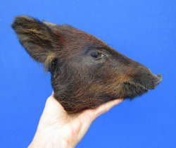 8-1/2 inches Preserved Georgia Wild Boar Head with Black and Burnt Orange Fur (Oily)  - Buy this one for $59.99