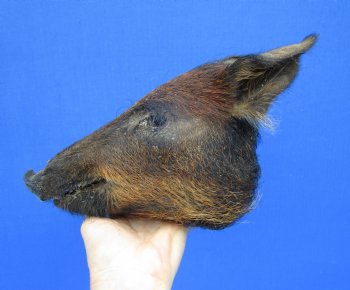 8-1/2 inches Preserved Georgia Wild Boar Head with Black and Burnt Orange Fur (Oily)  - Buy this one for $59.99