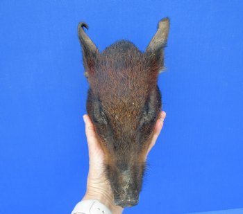 8-1/2 inches Preserved Georgia Wild Boar Head with Black and Burnt Orange Fur (Oily)  - Buy this one for $59.99