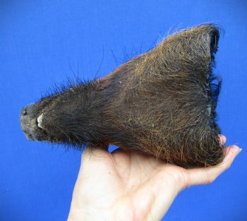8-1/2 inches Preserved Georgia Wild Boar Head with Black and Burnt Orange Fur (Oily)  - Buy this one for $59.99