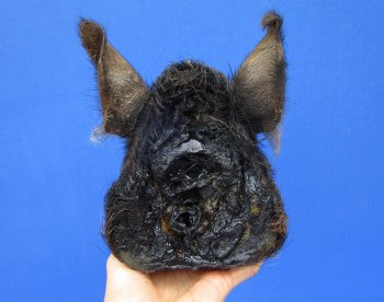 8-1/2 inches Preserved Georgia Wild Boar Head with Black and Burnt Orange Fur (Oily)  - Buy this one for $59.99
