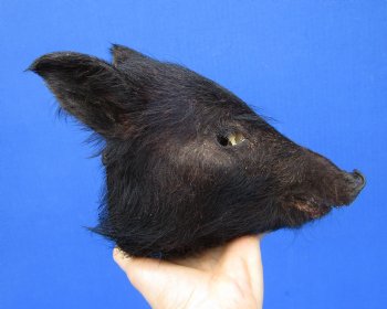 8-1/4 inches Preserved Georgia Wild Boar Head with Solid Black Fur  (Oily)  - Buy this one for $59.99