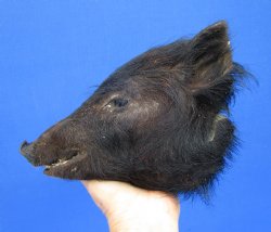 8-1/4 inches Preserved Georgia Wild Boar Head with Solid Black Fur  (Oily)  - Buy this one for $59.99