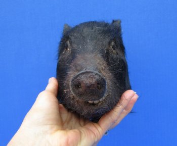 8-1/4 inches Preserved Georgia Wild Boar Head with Solid Black Fur  (Oily)  - Buy this one for $59.99