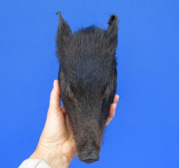8-1/4 inches Preserved Georgia Wild Boar Head with Solid Black Fur  (Oily)  - Buy this one for $59.99