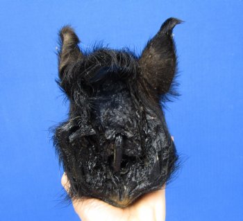 8-1/4 inches Preserved Georgia Wild Boar Head with Solid Black Fur  (Oily)  - Buy this one for $59.99