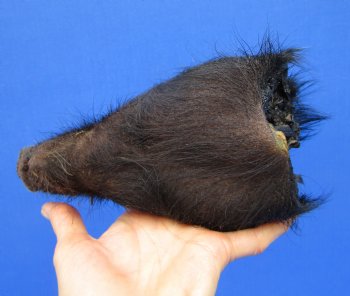 8-1/4 inches Preserved Georgia Wild Boar Head with Solid Black Fur  (Oily)  - Buy this one for $59.99