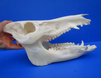 12-1/2 inches Authentic Georgia Wild Boar, Hog Skull - Buy this one for $59.99