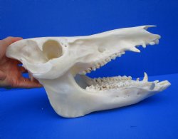 12-1/2 inches Authentic Georgia Wild Boar, Hog Skull - Buy this one for $59.99