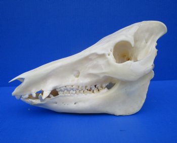 12-1/2 inches Authentic Georgia Wild Boar, Hog Skull - Buy this one for $59.99