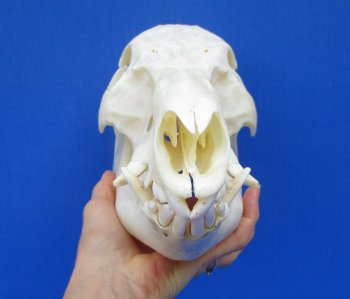 12-1/2 inches Authentic Georgia Wild Boar, Hog Skull - Buy this one for $59.99
