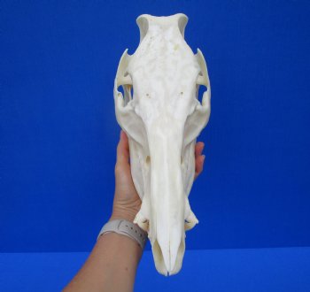 12-1/2 inches Authentic Georgia Wild Boar, Hog Skull - Buy this one for $59.99