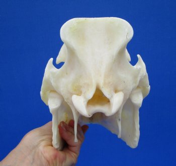 12-1/2 inches Authentic Georgia Wild Boar, Hog Skull - Buy this one for $59.99