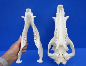 12-1/2 inches Authentic Georgia Wild Boar, Hog Skull - Buy this one for $59.99
