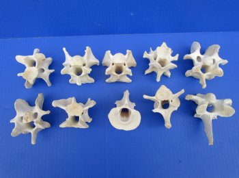 Wild Hog Neck Vertebrae Bones in Bulk 2-3/4 to 3-3/4 inches - Buy these 10 for $2.25 each