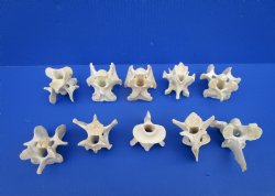 Wild Hog Neck Vertebrae Bones in Bulk 2-3/4 to 3-3/4 inches - Buy these 10 for $2.25 each