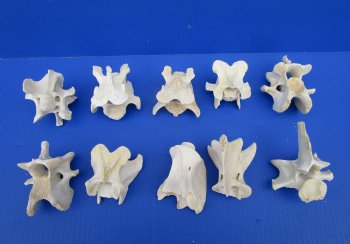 Wild Hog Neck Vertebrae Bones in Bulk 2-3/4 to 3-3/4 inches - Buy these 10 for $2.25 each