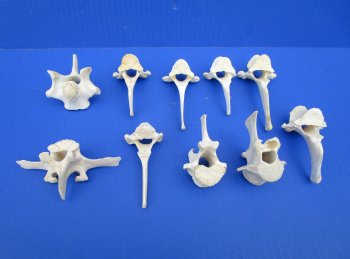 Wild Boar Vertebrae Bones, 2-1/2 to 3-7/8 inches - Buy these 10 for $1.80 each